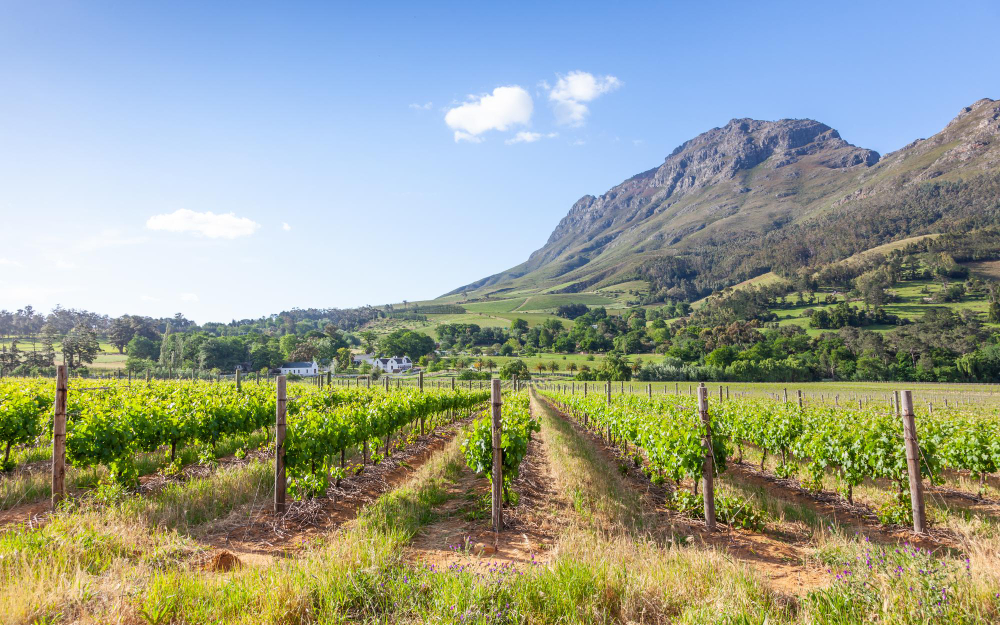 6 Beautiful Places in South Africa for Wine Lovers