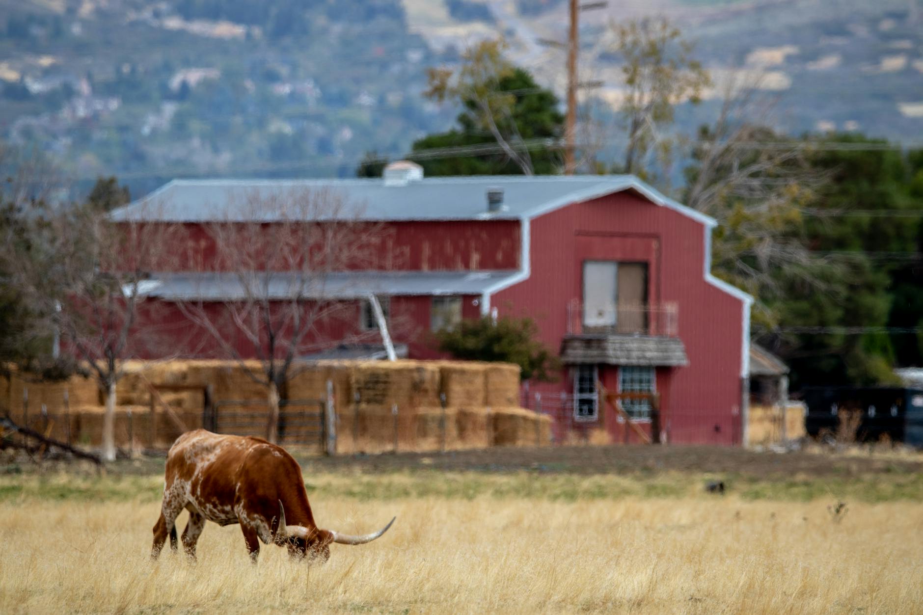 cow grazing in the pasture