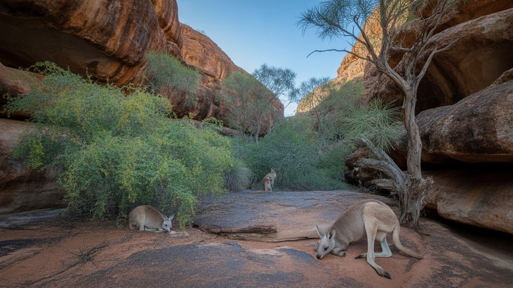 wildlife adventures in australia