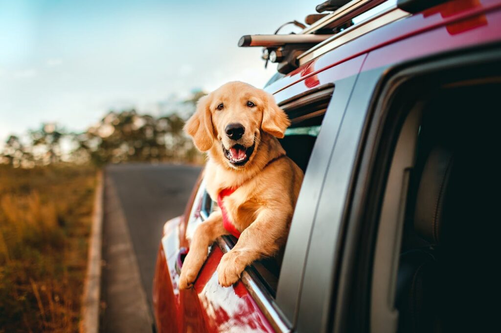 Solo Travel With Dog for Pet Friendly Adventures