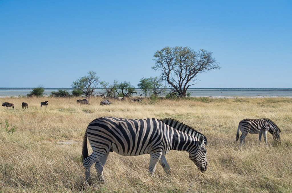 Solo Travel in Africa: Safari, Culture, and Landscapes