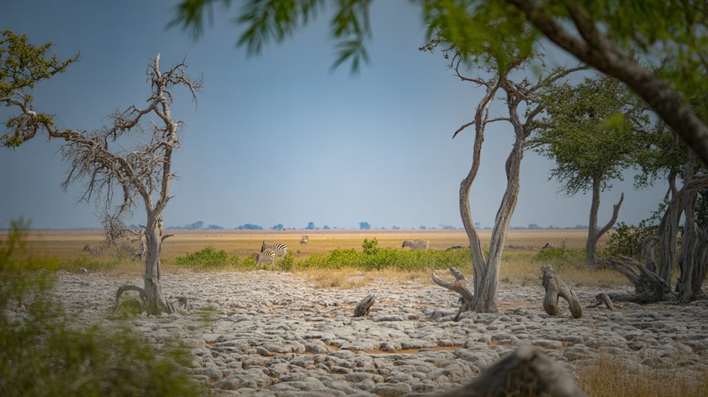 zebra migration wildlife encounters