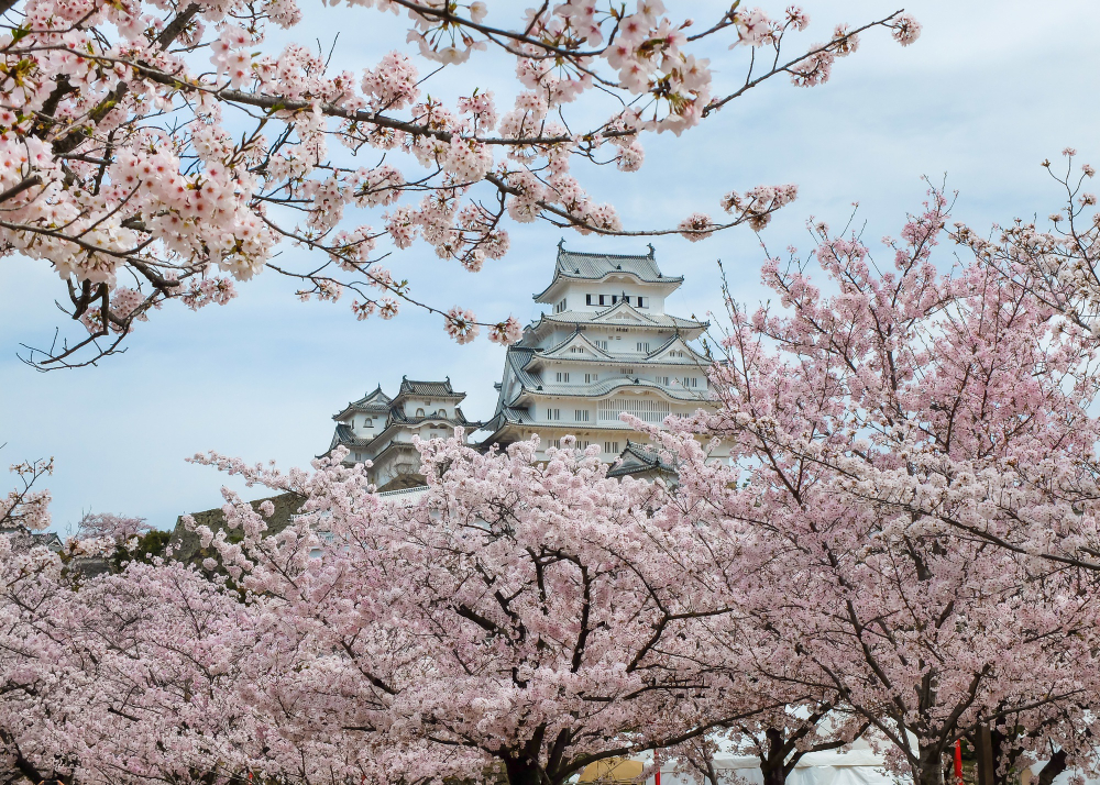 12 Beautiful Places in Japan for Cherry Blossom Season