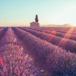 13 Beautiful Places in France for Lavender Season