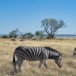 Solo Travel in Africa: Safari, Culture, and Landscapes